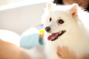 Koiran inhimillistäminen: Muista, että sinulla on lemmikki, ei vauva