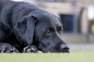 Vanhojen koirien yleisimmät sairaudet