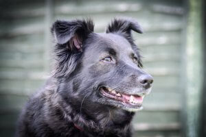 Kuinka rauhoittaa raivokas koira?