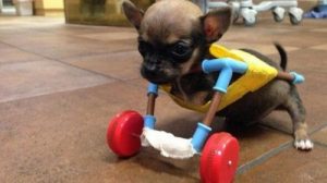Turbo-Roo, pieni chihuahua, joka voitti vastoinkäymiset