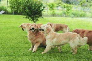 Miksi koirat haistelevat toisiaan?