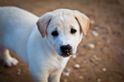 Maa ilman kulkukoiria