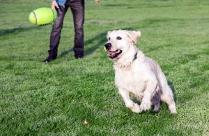 Miksi koira on ihmisen paras ystävä