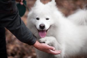 Kuinka parantaa koiran sosiaalisia taitoja?