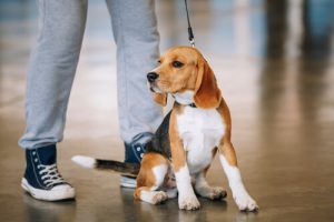 Koirasi tuntee sinut paremmin kuin kukaan muu