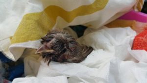 Kuinka toimia, jos linnunpoikanen makaa maassa?