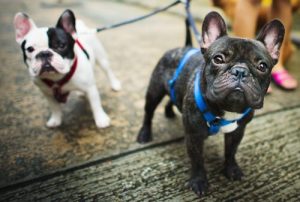 Mikä on paras kellonaika kävelyttää koiraa?