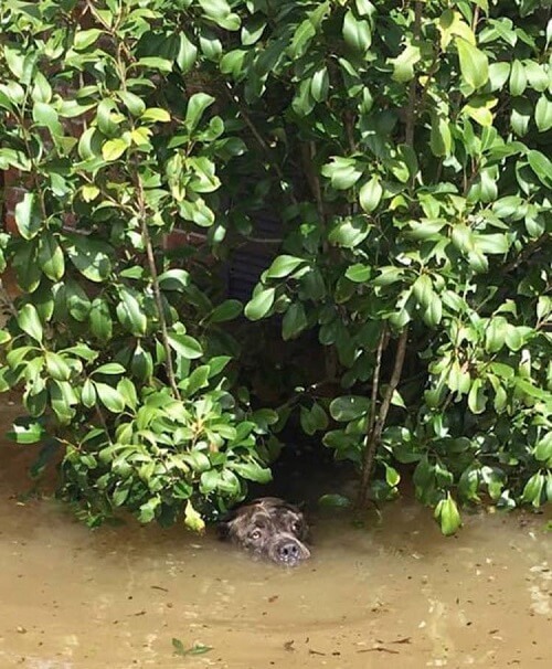 Pitbull ja sen omistaja pelastettiin Louisianassa