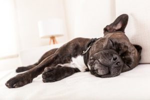 Mistä syistä koira oksentaa ja koska pitää huolestua?