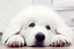 Lyhytelokuva näyttää, mitä koira tekee tullakseen adoptoiduksi