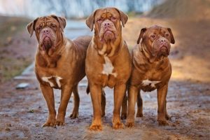 Mahtava bordeaux’ndoggi