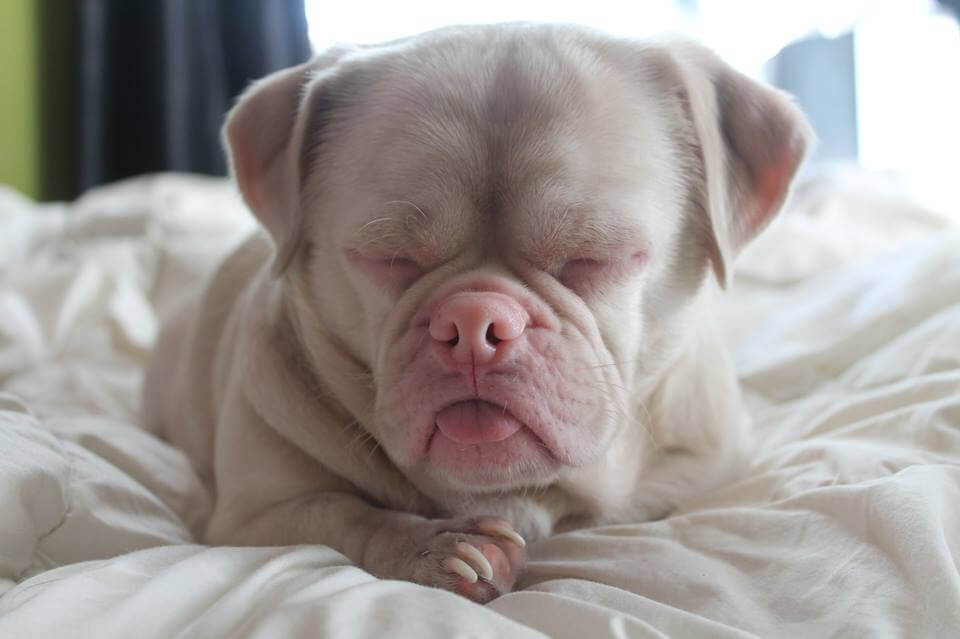 Yrmeän näköinen koira joutui hyljeksityksi ulkonäkönsä vuoksi