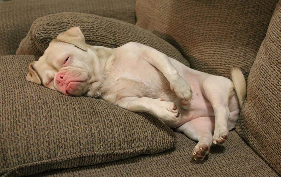 Yrmeän näköinen koira joutui hyljeksityksi ulkonäkönsä vuoksi