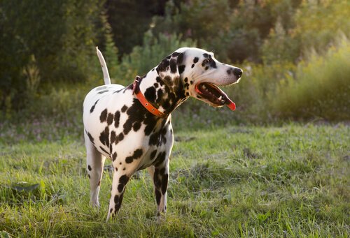 Espanja kieltää eläinten kauneusleikkaukset