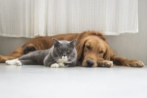 Espanja kieltää eläinten kauneusleikkaukset