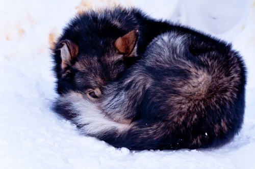 Koira löydettiin kylmettyneenä vuoren huipulta