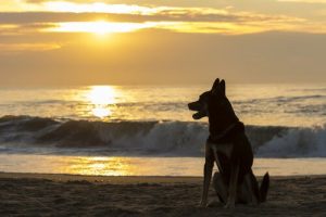 Lemmikin menettäminen ja uuden perheenjäsenen hankkiminen