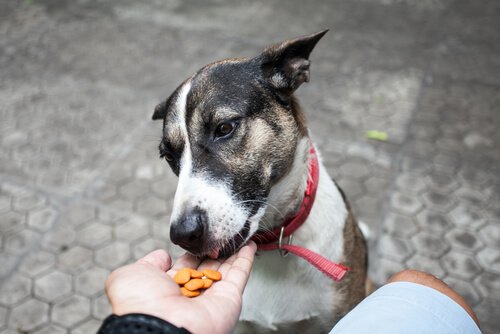 Mitkä asiat voivat lyhentää koiran elinikää?