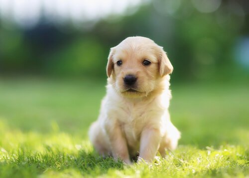 12 luovaa nimeä koiralle