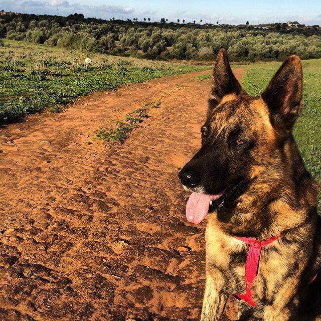 Lemmikin menettäminen ja uuden perheenjäsenen hankkiminen
