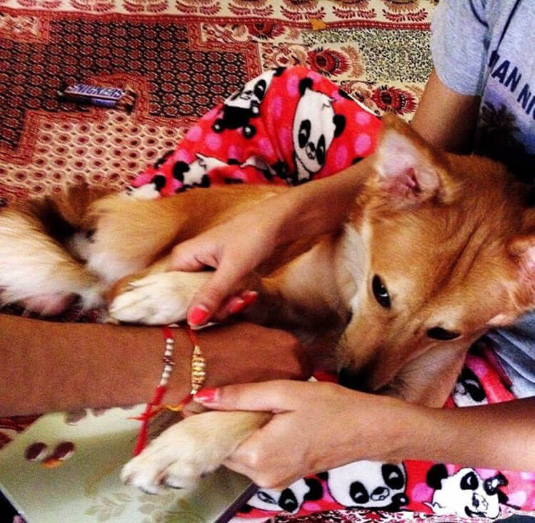 Nainen ei halunnut luopua koirasta