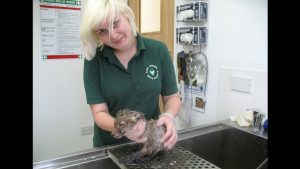 Mikä on tämä mystinen mudan peittämä pelastettu eläin?