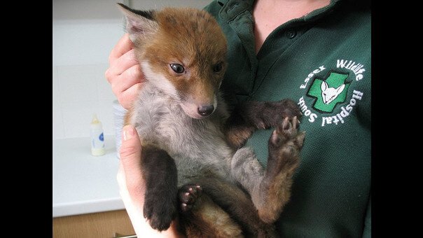 Mystinen mudan peittämä pelastettu eläin