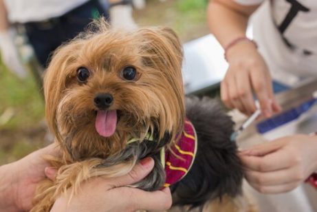 Koiran pakolliset rokotukset