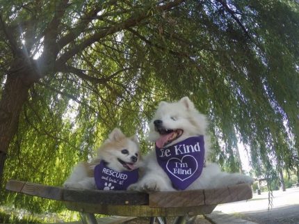 Sokea koira Hoshi ja sen opaskoira Zen