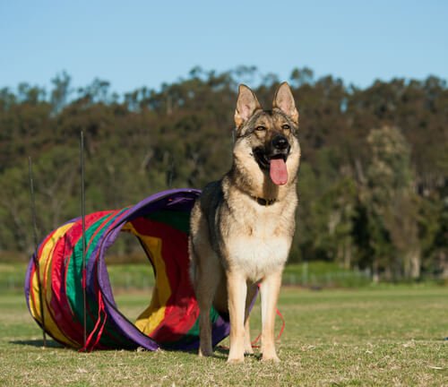 Kuinka saada koira tulemaan luokse aina tarvittaessa?