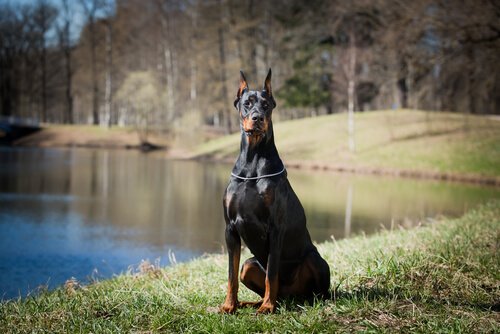 Dobermanni on omaperäinen ja elegantti koirarotu