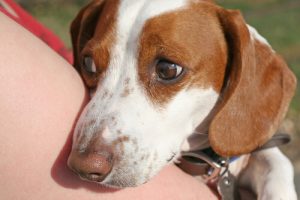 Hermostuneen koiran rauhoittaminen 5 vinkin avulla