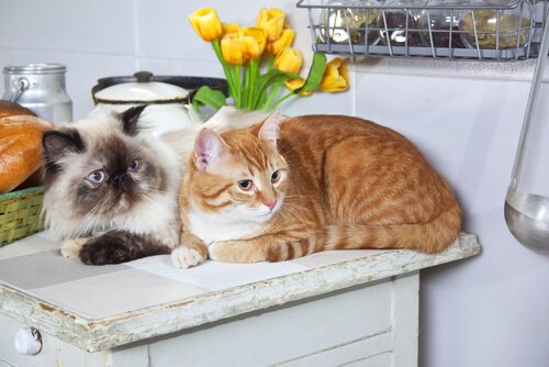 Adoptoi kaksi kissaa - et tule katumaan!