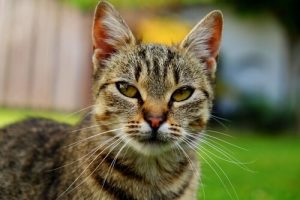 Kissan ikä ihmisen vuosissa - kuinka vanha lemmikkini olisi ollessaan ihminen?