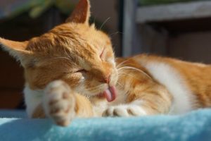 Miksi kissan omistaminen kannattaa?