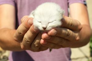 7 asiaa, joista kissa tulee onnelliseksi