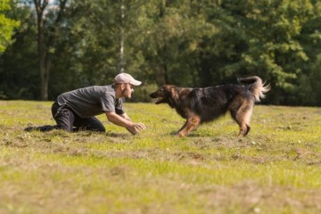 Näin saat koiran tulemaan luoksesi kutsusta