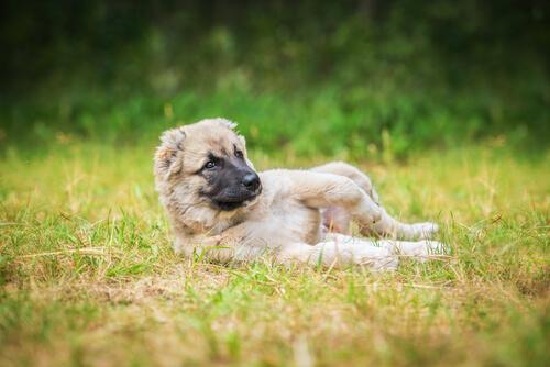 Koiranomistajan virheet lemmikkiä puistoon viedessä