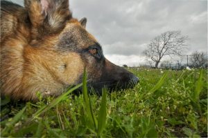 Koiralle myrkylliset kasvit