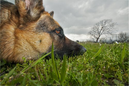 Koiralle myrkylliset kasvit