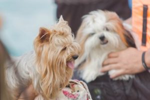 Kuinka lemmikille kannattaa puhua?