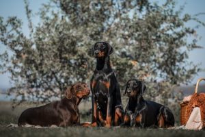 Dobermanni on elegantti koirarotu