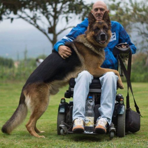 Lobo-koiran tinkimätön rakkaus omistajaansa kohtaan