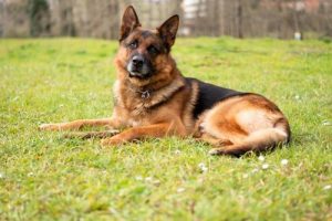 Lobo-koiran tinkimätön rakkaus omistajaansa kohtaan