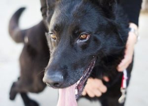 Vanha mies käyttää päivänsä koirista huolehtimiseen