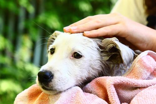 Onko sinulla syvällinen yhteys koiraasi?