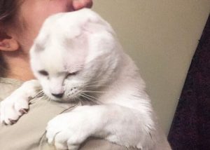 Korvaton kissa helpottaa omistajansa ahdistusta