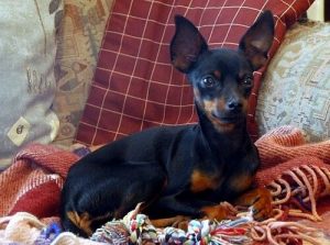 Prahanrottakoira - yksi maailman pienimmistä koirista