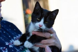 Tutkimus osoittaa, kuinka kissa kommunikoi omistajansa kanssa