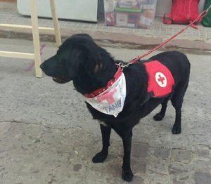 Tango, pahoinpidellystä eläimestä koiraterapeutiksi